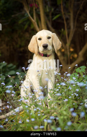 Junge Welpen Sitzen im Garten der blaue Blumen Stockfoto