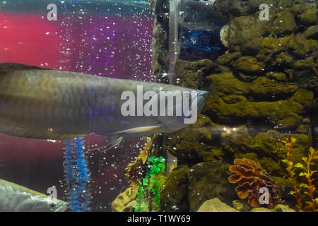 Silber arowana, Osteoglossum bicirrhosum, vorderen Teil des Körpers, Schwimmen im Aquarium Tank, mit einem blauen Hintergrund Stockfoto