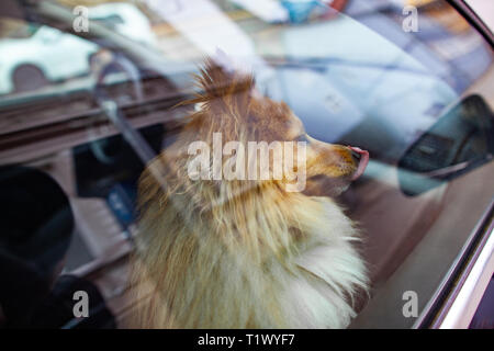 Eine kleine Shetland sheepdog schaut aus dem Fenster eines Autos Stockfoto