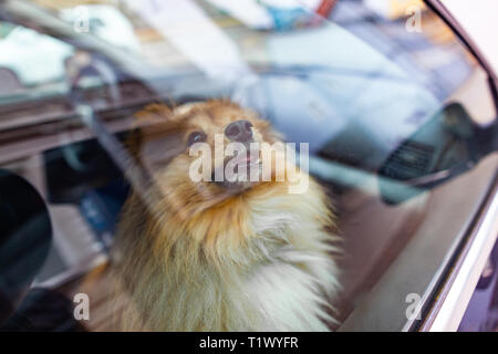 Eine kleine Shetland sheepdog schaut aus dem Fenster eines Autos Stockfoto