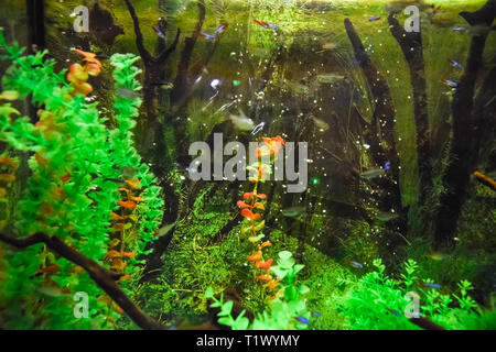 An der Wand montierte Aquarium mit tropischen Fischen und Algen. Stockfoto