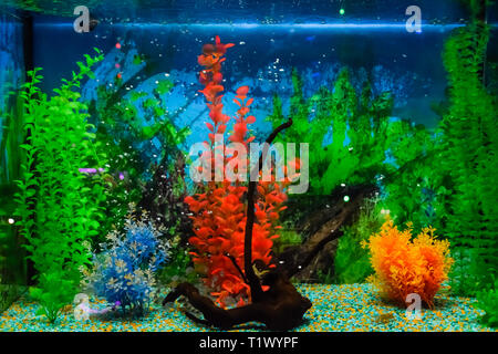 An der Wand montierte Aquarium mit tropischen Fischen und Algen. Stockfoto