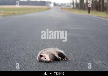 Eine opussum Tot, auf einer Straße. Stockfoto