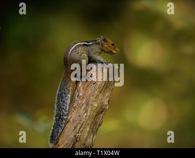 Funambulus palmarum wissenschaftlicher Name von drei-gestreiften Palm Eichhörnchen, indische Palm Eichhörnchen am Baum. Stockfoto