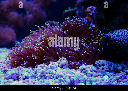 Euphyllia LPS Korallen in Nahaufnahme in Reef Aquarium Stockfoto