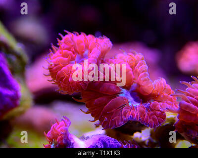 Rosa Blastomussa LPS Korallen, - (Blastomussa merletti) Stockfoto