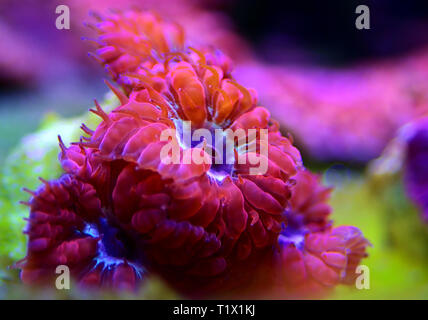 Rosa Blastomussa LPS Korallen, - (Blastomussa merletti) Stockfoto