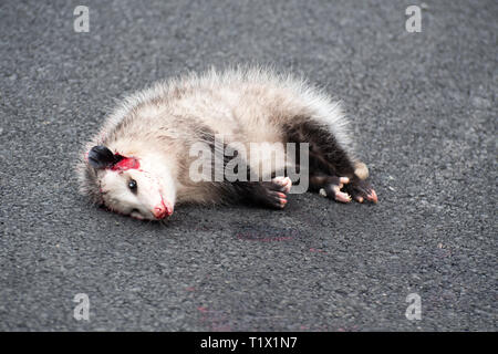 Eine opussum Tot, auf einer Straße. Stockfoto