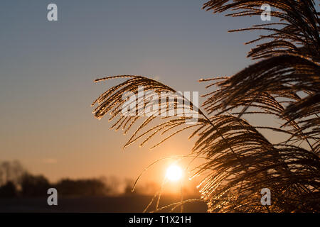 Sunrise scheint durch Korn. Stockfoto