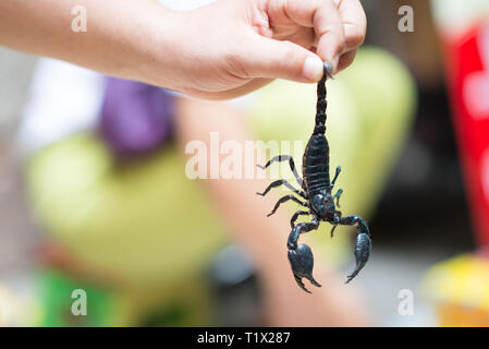 Ein Mann hängen, auch ein Kaiser scorpion Pandinus imperator oder Giant Forest Black Scorpion in einem Markt von Xi'an, China, Stockfoto