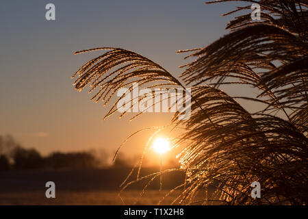 Sunrise scheint durch Korn. Stockfoto