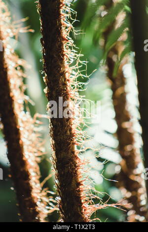 Closeup abstrakte Bild der behaarten Stängel ein Neuseeland Fern Tree. Dicksonia squarrosa, die gemeinhin als wheki oder rauen Baum Farn, ist ein commo Stockfoto