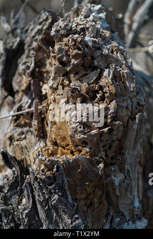 Baumstumpf Rinde Textur Stockfoto