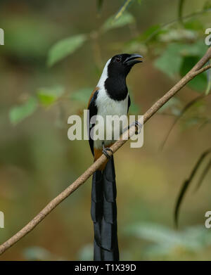 White-bellied treepie oder Dendrocitta leucogastra thront auf einem Zweig eines Baumes, Thattekkad, Kerala, Indien. Stockfoto