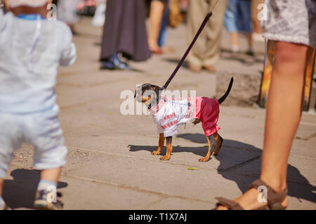 Kleine lustige Hund tragen gesticktes Hemd und Hose in Leine und Halsband ist zu Fuß auf der Straße. Stockfoto