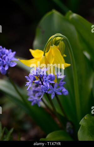 Sibirische Blausterne, Scilla siberica, blaue Blumen, erythronium tuolumnense Kondo, Gelb, Blume, Blumen, Hunde Zahn violett, Frühling, blühen, Blüte, RM Floral Stockfoto