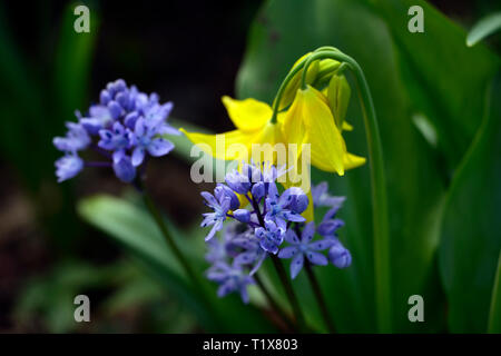 Sibirische Blausterne, Scilla siberica, blaue Blumen, erythronium tuolumnense Kondo, Gelb, Blume, Blumen, Hunde Zahn violett, Frühling, blühen, Blüte, RM Floral Stockfoto