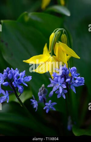 Sibirische Blausterne, Scilla siberica, blaue Blumen, erythronium tuolumnense Kondo, Gelb, Blume, Blumen, Hunde Zahn violett, Frühling, blühen, Blüte, RM Floral Stockfoto