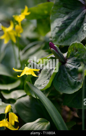 Erythronium tuolumnense Kondo, Gelb, Blume, Blumen, Hunde Zahn violett, Trillium kurabayashii, Lila, Rot, Blume, Blumen, Frühling, Schatten, Schatten, schattig, Holz, w Stockfoto