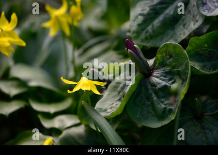 Erythronium tuolumnense Kondo, Gelb, Blume, Blumen, Hunde Zahn violett, Trillium kurabayashii, Lila, Rot, Blume, Blumen, Frühling, Schatten, Schatten, schattig, Holz, w Stockfoto