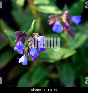 Pulmonaria Segen, blaue Blumen, Lungenkraut, Stauden, Blume, Blüte, Blumen, Frühling, Garten, RM floral Stockfoto