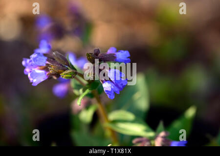 Pulmonaria Segen, blaue Blumen, Lungenkraut, Stauden, Blume, Blüte, Blumen, Frühling, Garten, RM floral Stockfoto