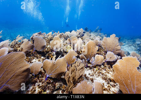 Gemeinsame See Fans, Gorgonia ventalina, mit violetten Stielen beugte sich über die aktuellen auf Reef Stockfoto