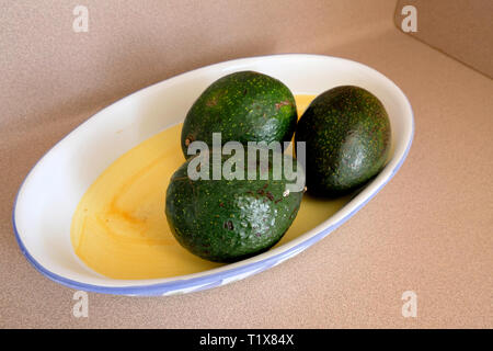 3 Avocado (Persea americana) auf einem gelben Display Keramikplatte; ein Trio der Grünen und unreife Avocados. Stockfoto