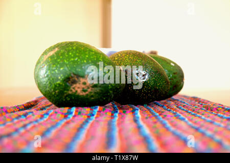 3 Avocado (Persea americana) auf ein bunt gemusterten Stoff; ein Trio der Grünen und unreife Avocados. Stockfoto