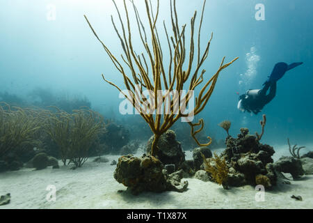 Taucher auf einem Korallenriff schwimmen an hohen, verzweigten gelben Peitschen, Ellisellidae Ellisella, Korallen, die von Sonnenstrahlen hinterleuchtet werden Stockfoto