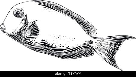 Hand gezeichnete Skizze von Fisch in der Farbe schwarz. Auf weissem Hintergrund. Zeichnung für Poster, Dekoration und Drucken. Vector Illustration Stock Vektor
