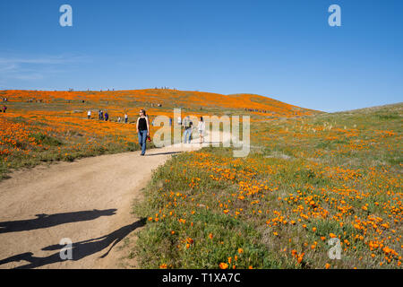 Lancaster, Kalifornien - 24. März 2019: Massen von Touristen an den Antelope Valley Mohnfelder Wanderwege wie den Menschenmassen steigen auf der superbloom Stockfoto