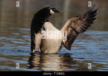 Eine Kanadagans Branta canadensis Flattern und Spritzwasser auf einem Teich Stockfoto