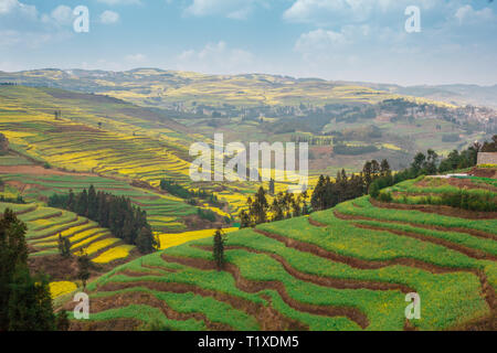 Grün und Gelb terrassierten Feldern der blühenden Raps Blumen in Yunnan Stockfoto