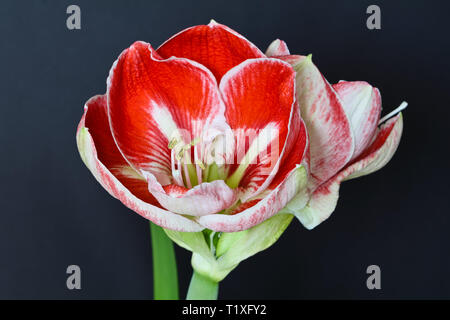 Amaryllis - Zwei Typen von fotografischen Hintergrund, das ist schwarz Stockfoto