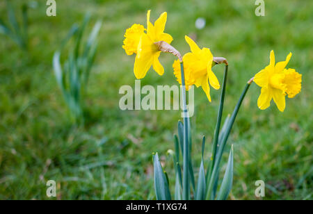 Frühling Narzissen wild wachsen in einem öffentlichen Park in ländlichen Norfolk Stockfoto