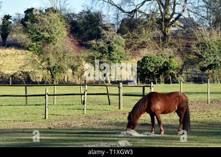 Pferd Weiden in einem Feld, Chawton, in der Nähe von Alton, Hampshire, UK. Stockfoto