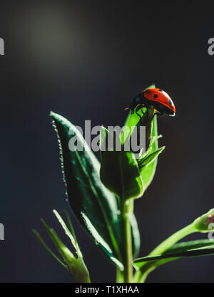 Marienkäfer auf einem sonnigen Grün mit dunklen Hintergrund Stockfoto