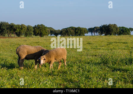 Merina Schafe in der Wiese in der Extremadura Stockfoto