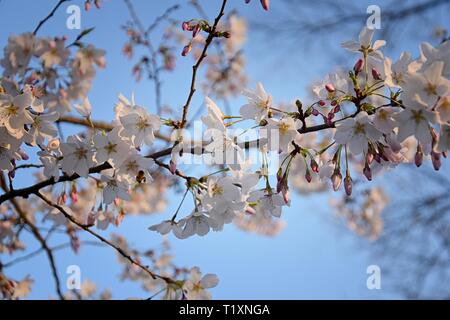 Schönen weißen und rosa Frucht Baum Blüte Cluster im Frühling, perfekte Nektar für Bienen. Nahaufnahme von Obst baum Blumen. Floral background Stockfoto