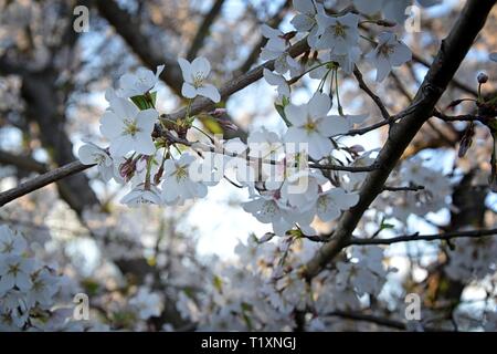 Schönen weißen und rosa Frucht Baum Blüte Cluster im Frühling, perfekte Nektar für Bienen. Nahaufnahme von Obst baum Blumen. Floral background Stockfoto