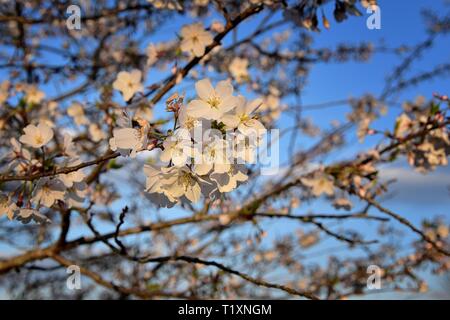 Schönen weißen und rosa Frucht Baum Blüte Cluster im Frühling, perfekte Nektar für Bienen. Nahaufnahme von Obst baum Blumen. Floral background Stockfoto