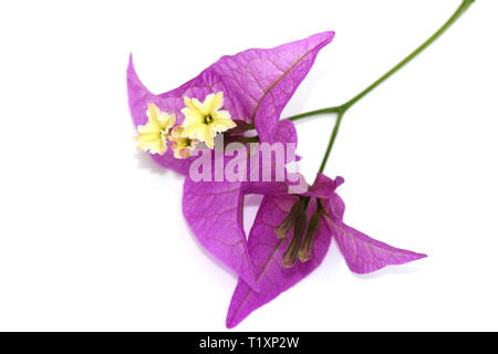 Nahaufnahme auf lila Bougainvillea Blumen auf weißem Hintergrund Stockfoto