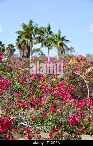 Palmen und verschiedenen bunten Bougainvillea Blüten wachsen in einem Park Stockfoto