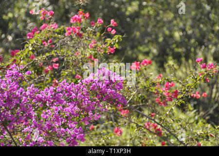 Bougainvillea Blüten in vielen verschiedenen Farben in einem Garten wachsenden Stockfoto