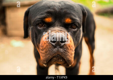 Alte Rottweiler mit traurigen Augen Stockfoto