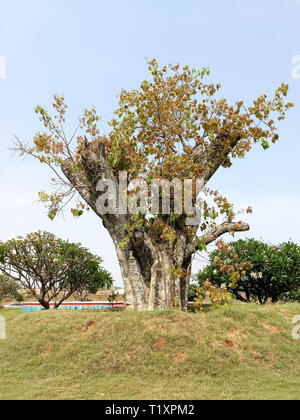 Neue Zweige und Blätter wachsen von einem Schnitt und umgepflanzt Baum Stockfoto