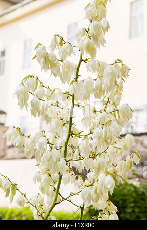 Blühende Soaptree Yucca (Yucca elata) im Garten. Spanische Dolch, Anzeigen Blütenrispen glockenförmigen Blüten Stockfoto