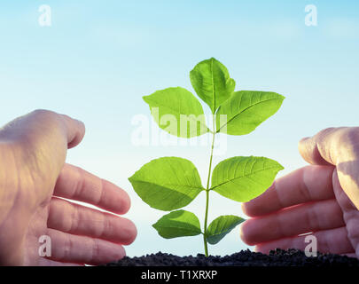 Anpflanzung und Bewässerung der Pflanzen, Ökologie Konzept Stockfoto