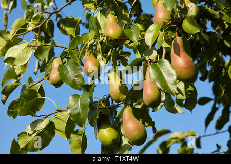 Viele Birnen wachsen auf einem Baum. Blauer Himmel Stockfoto